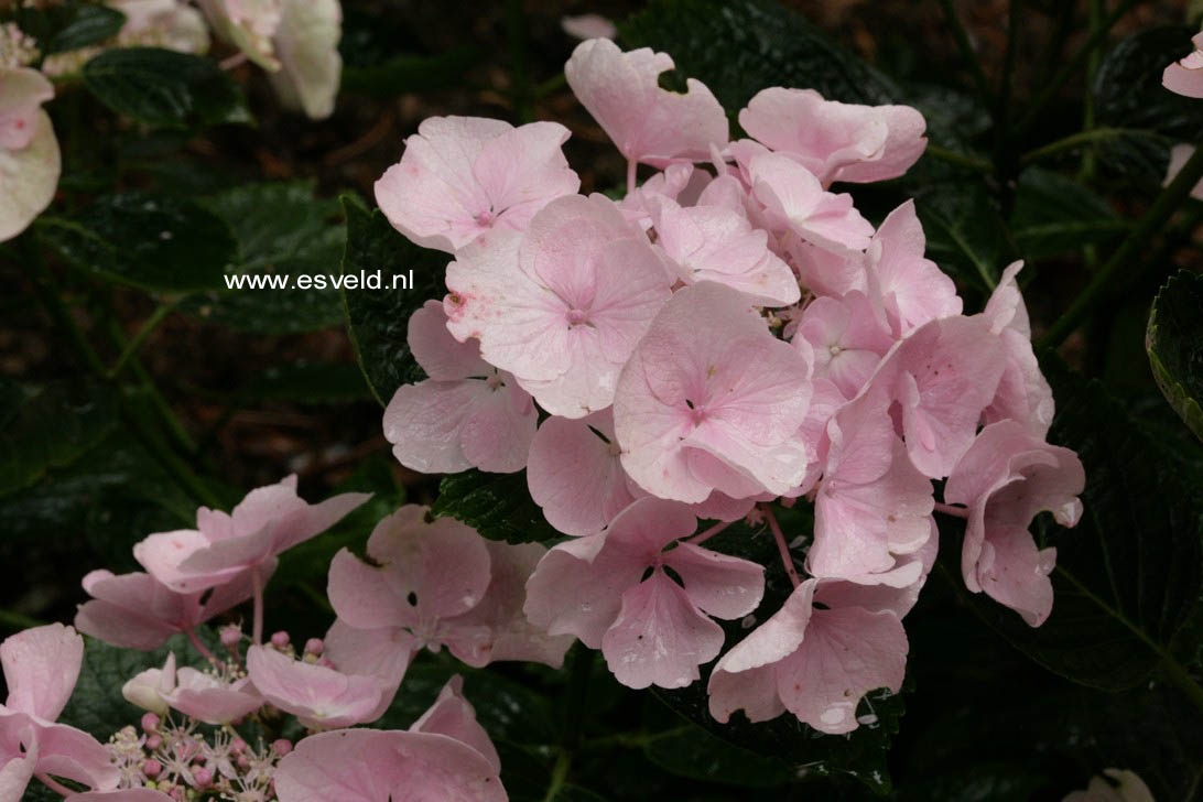 Hydrangea macrophylla 'Hobella' (HOVARIA)