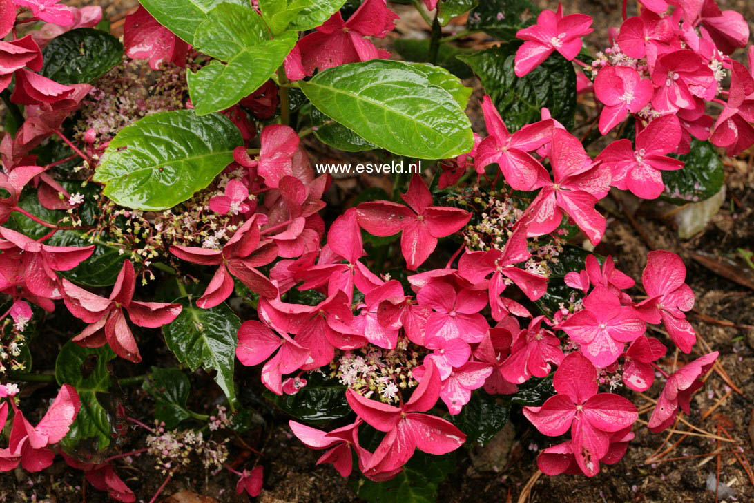 Hydrangea macrophylla 'Lady in Red'