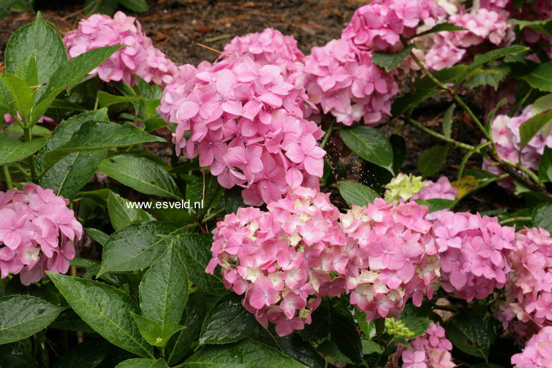 Hydrangea macrophylla 'Miss Hepburn'