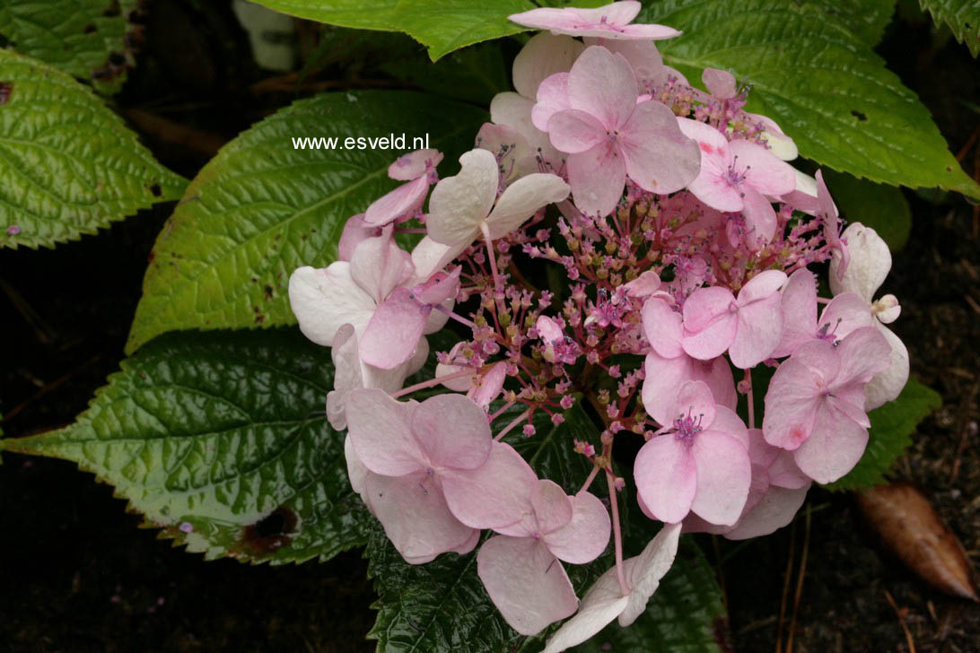 Hydrangea macrophylla 'Dart's Romance'