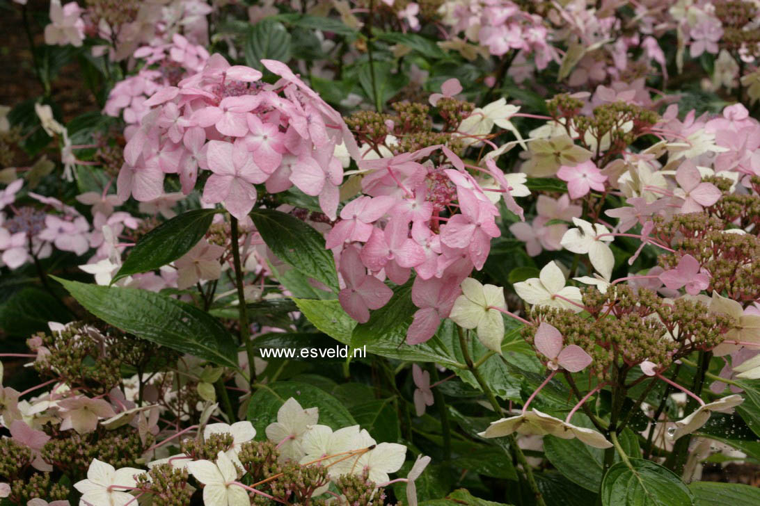 Hydrangea macrophylla 'Dr. Jean Varnier'