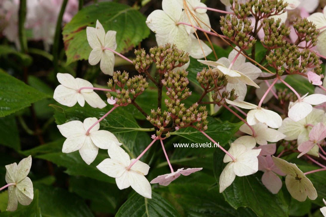 Hydrangea macrophylla 'Dr. Jean Varnier'