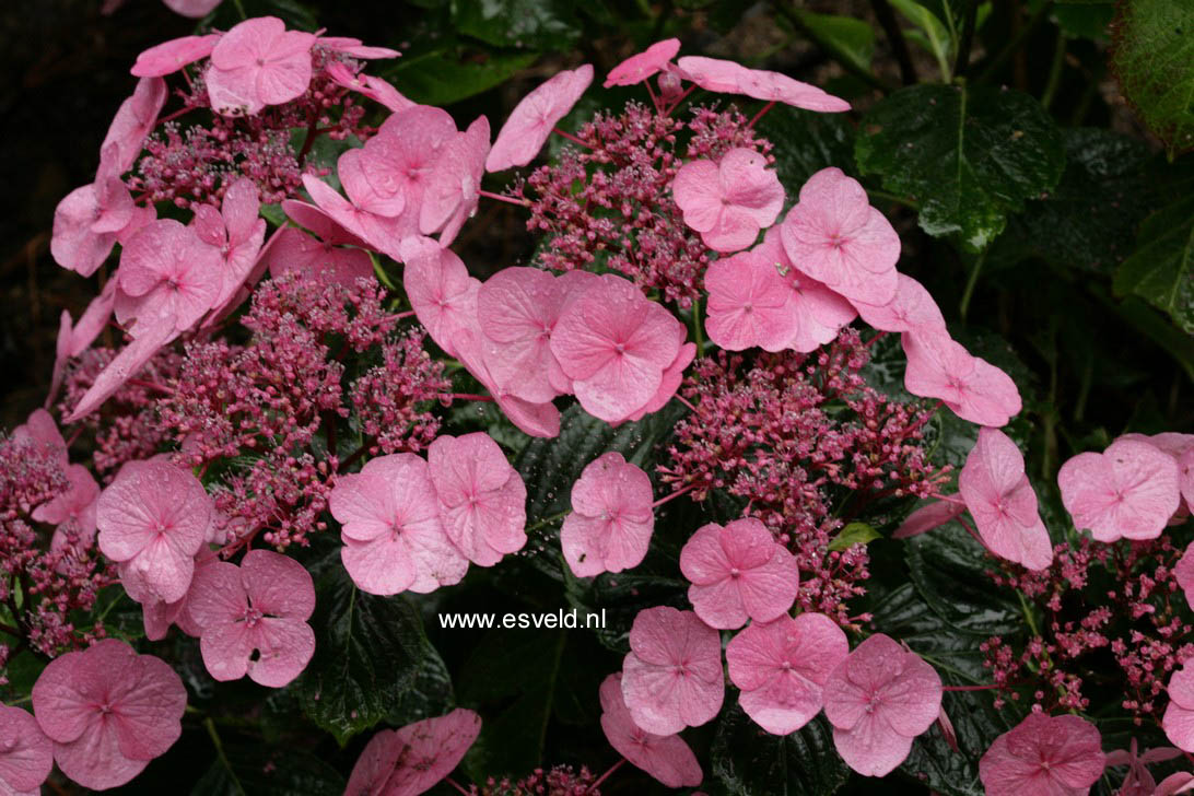 Hydrangea macrophylla 'Mousmee'