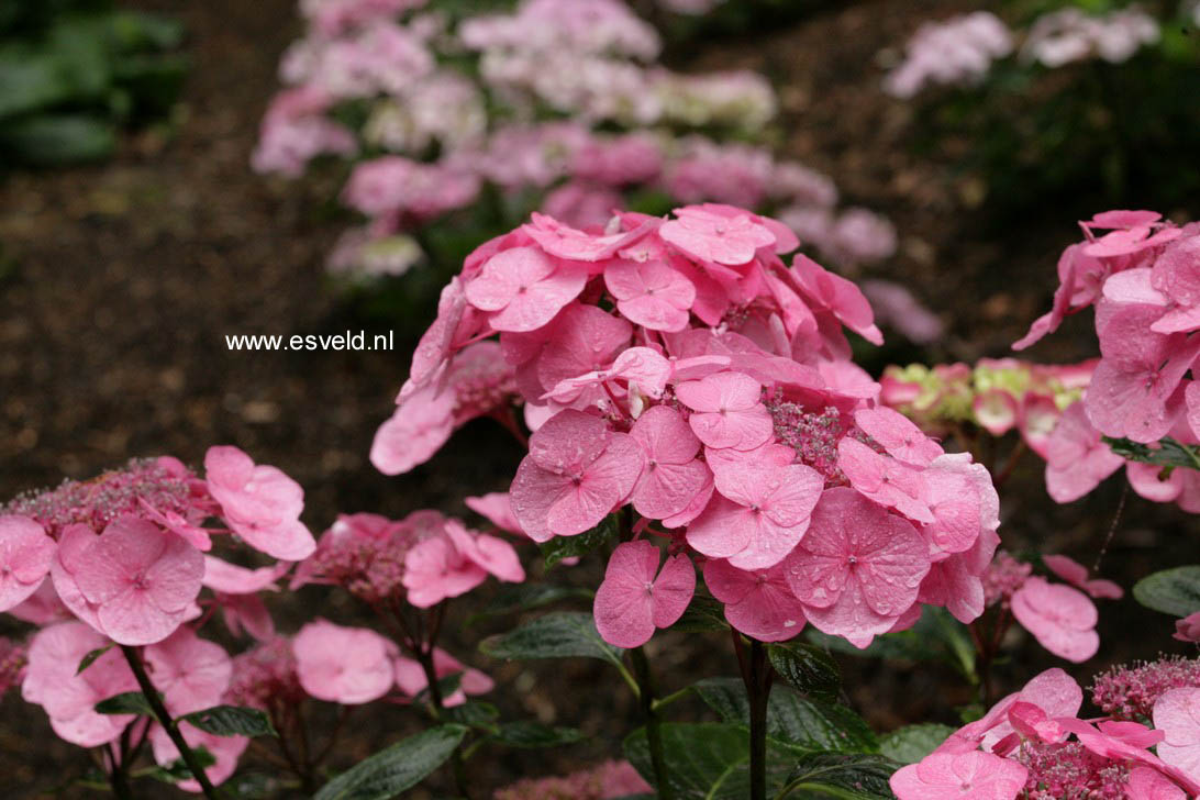 Hydrangea macrophylla 'Mousmee'