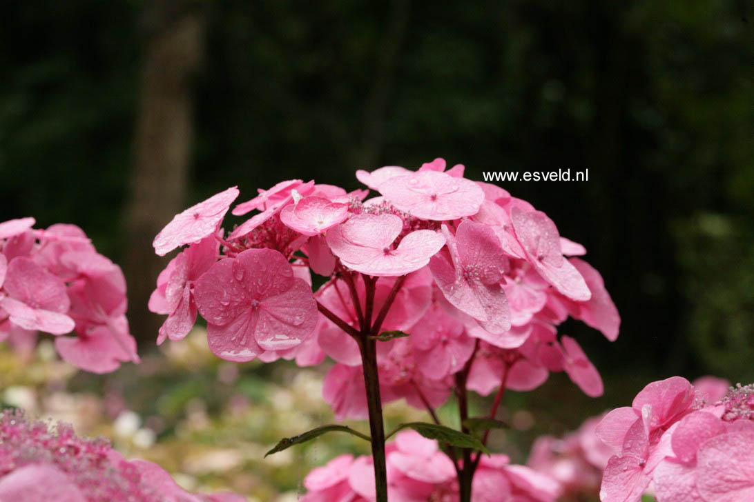 Hydrangea macrophylla 'Mousmee'