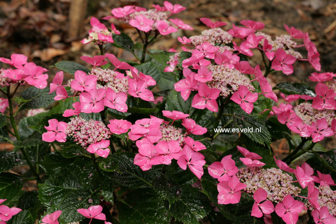 Hydrangea macrophylla 'Bergfink'