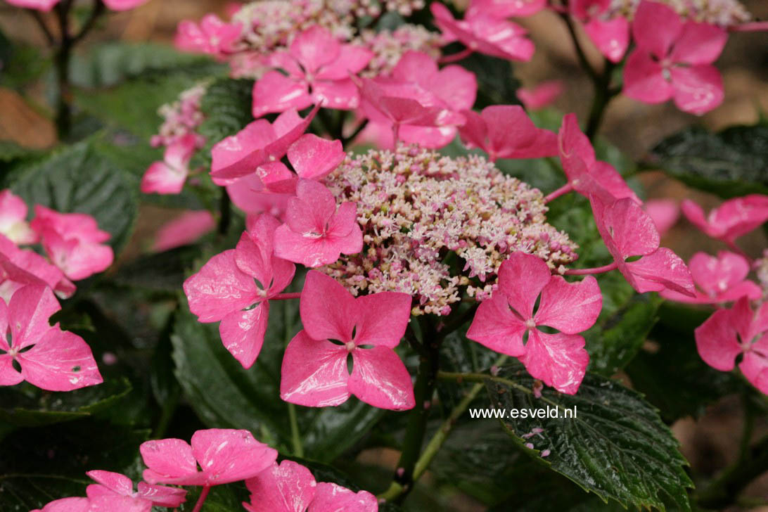 Hydrangea macrophylla 'Bergfink'