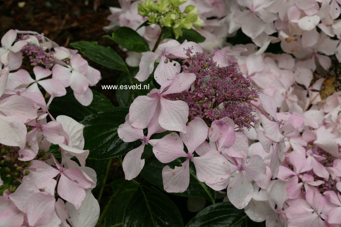 Hydrangea macrophylla 'Beaute Vendomoise'