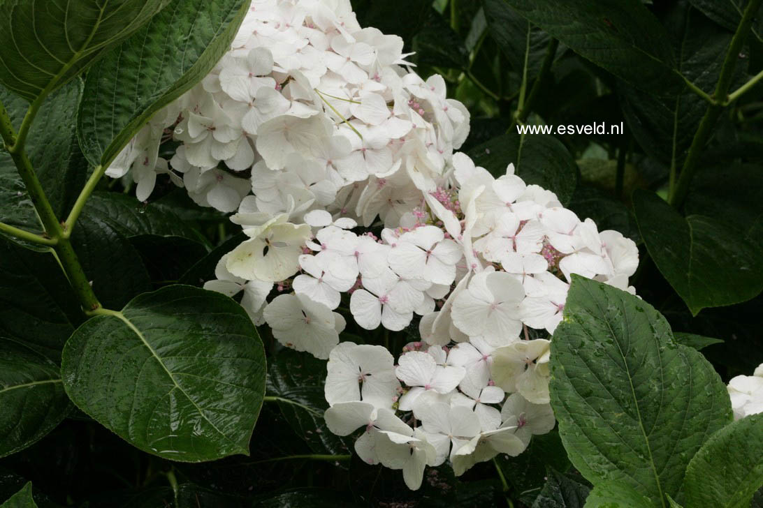 Hydrangea macrophylla 'Great Other'