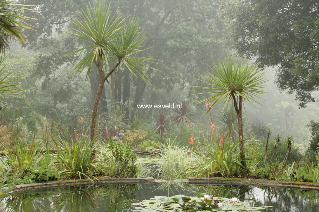 Cordyline australis