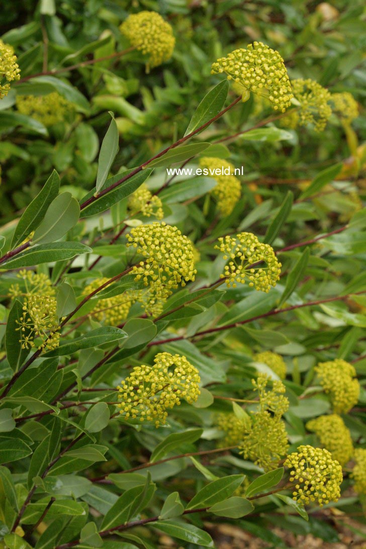 Bupleurum fruticosum