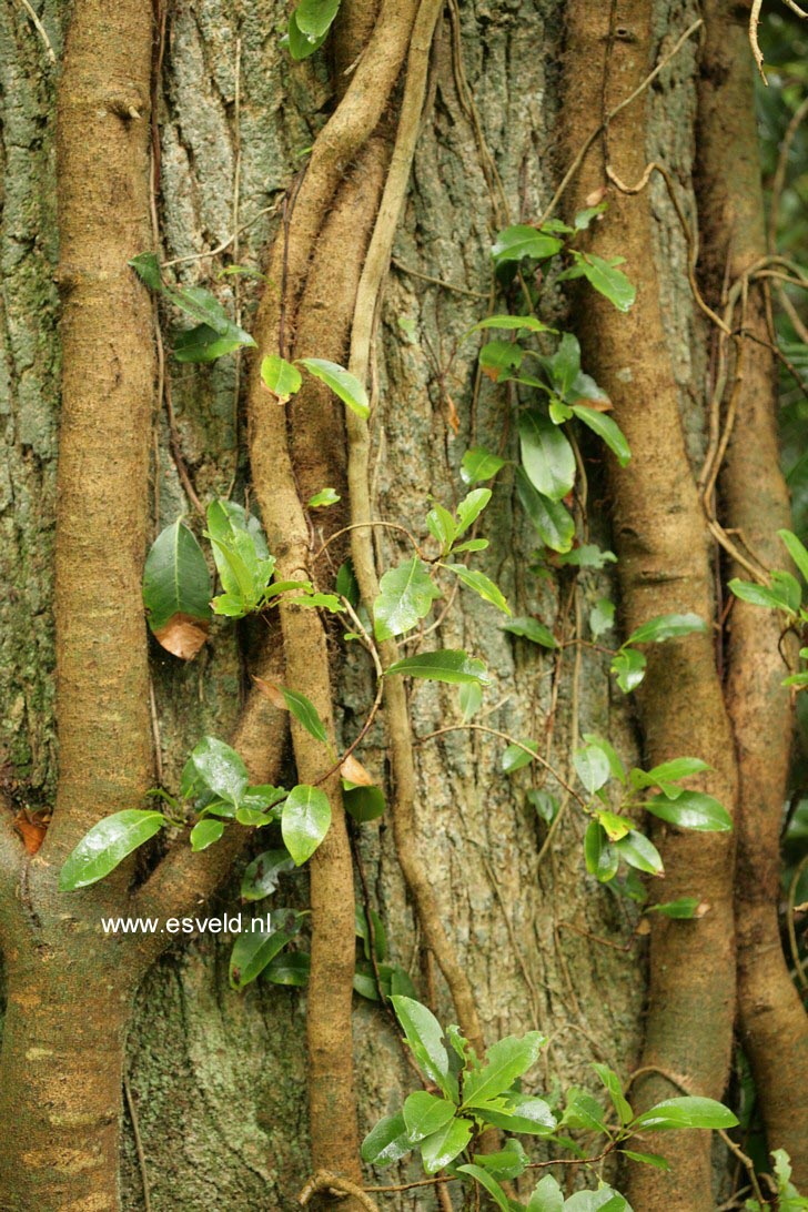 Hydrangea serratifolia