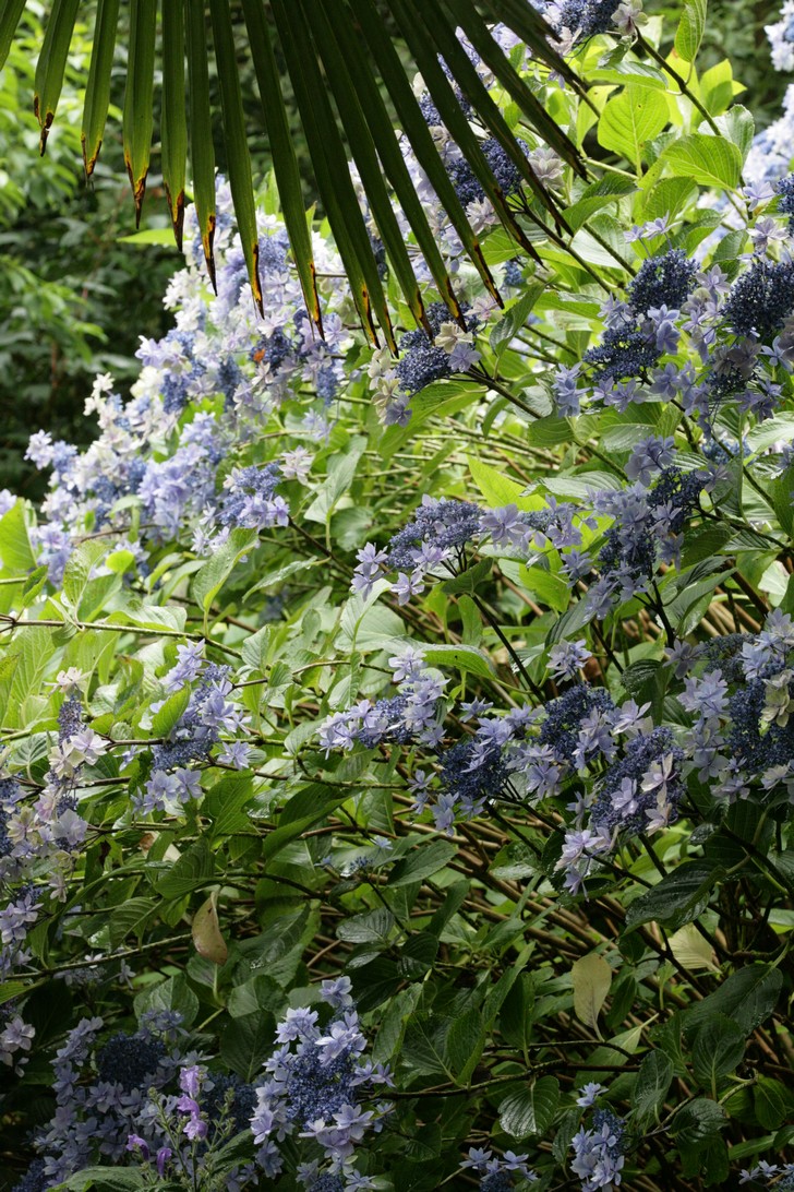 Hydrangea macrophylla 'Izu no hana'