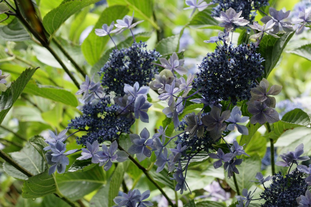 Hydrangea macrophylla 'Izu no hana'