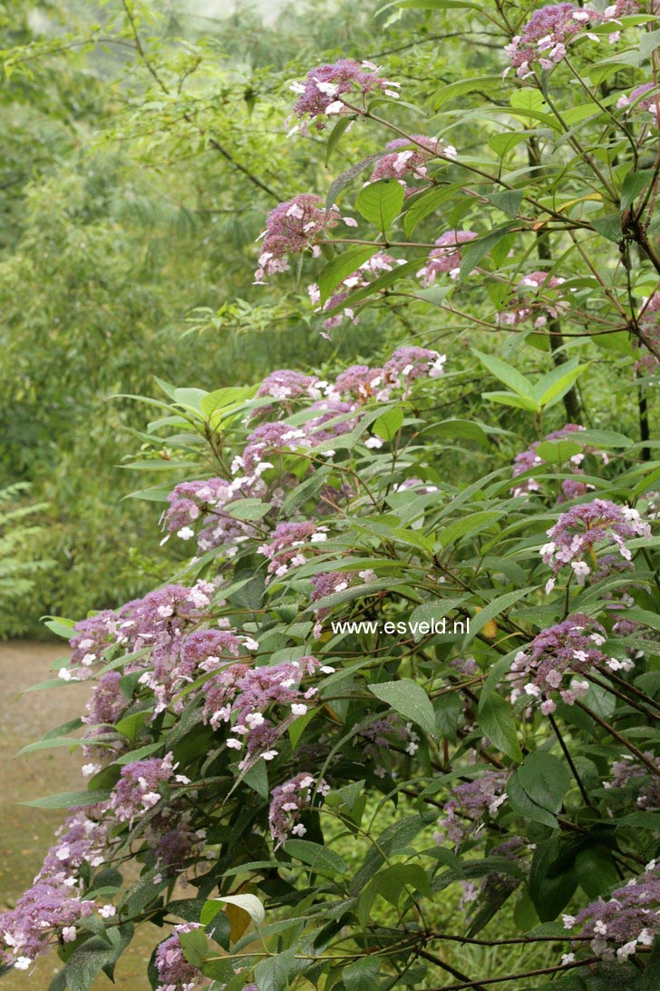 Hydrangea villosa