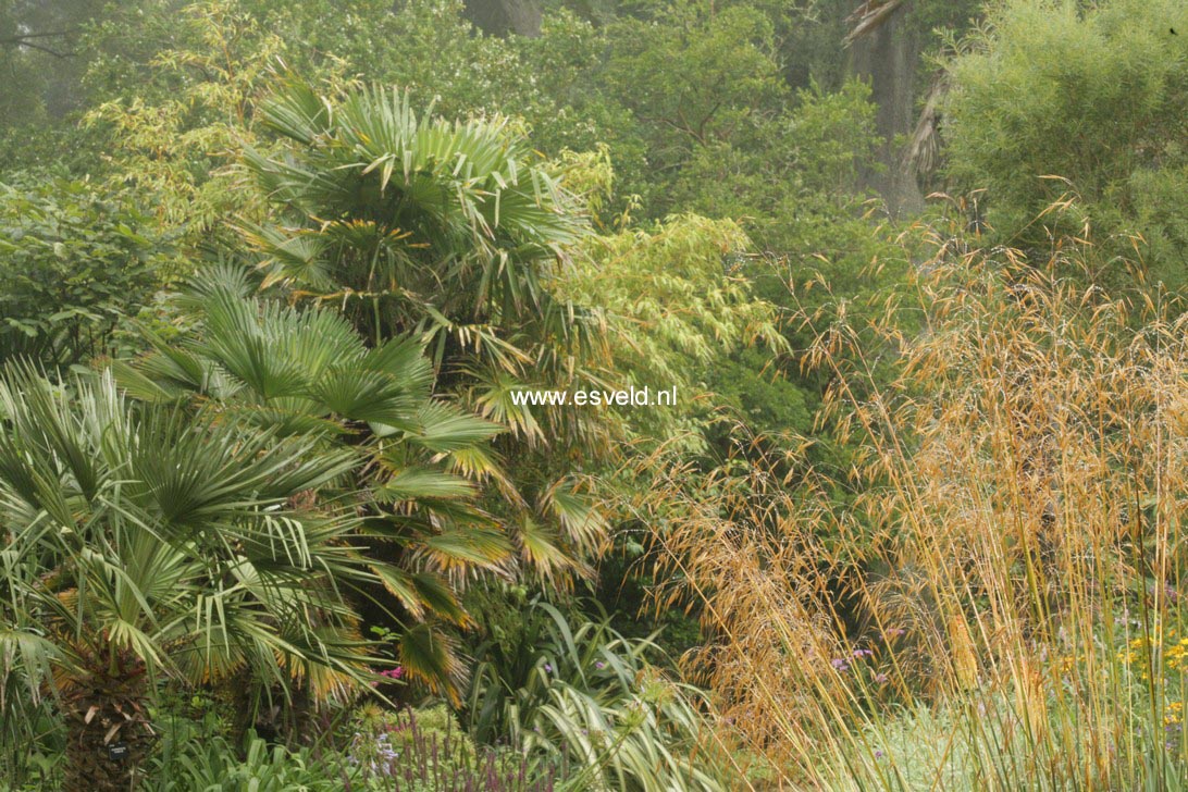 Stipa gigantea