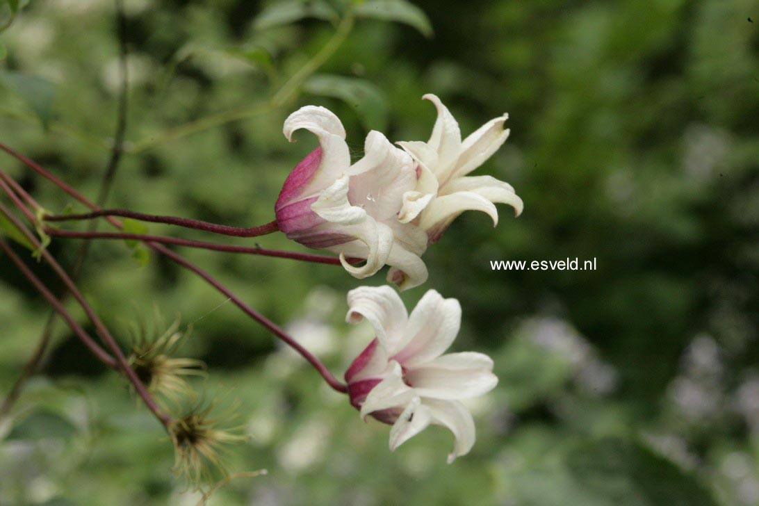 Clematis 'Zoprika' (PRINCESS KATE)