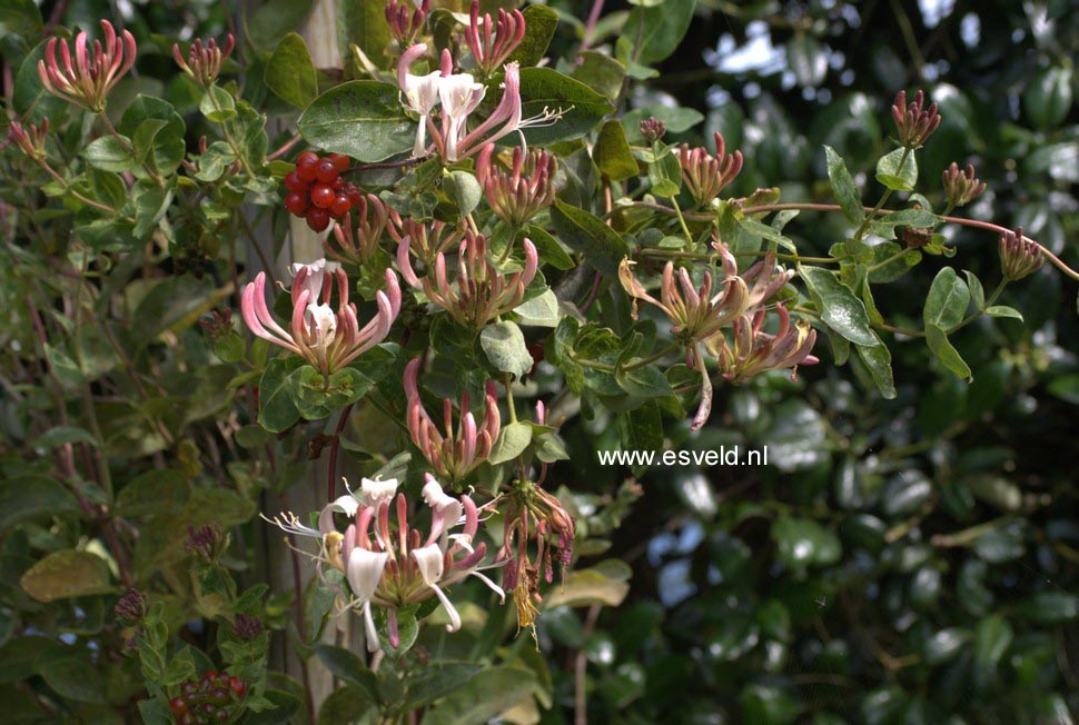 Lonicera periclymenum 'Munster'