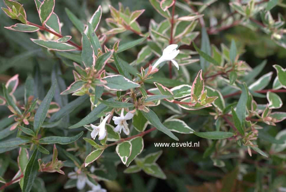 Abelia 'Conti' (CONFETTI)