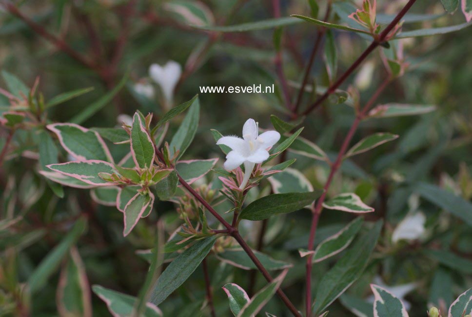 Abelia 'Conti' (CONFETTI)