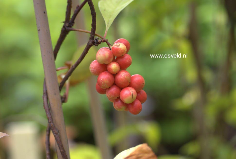 Schisandra chinensis