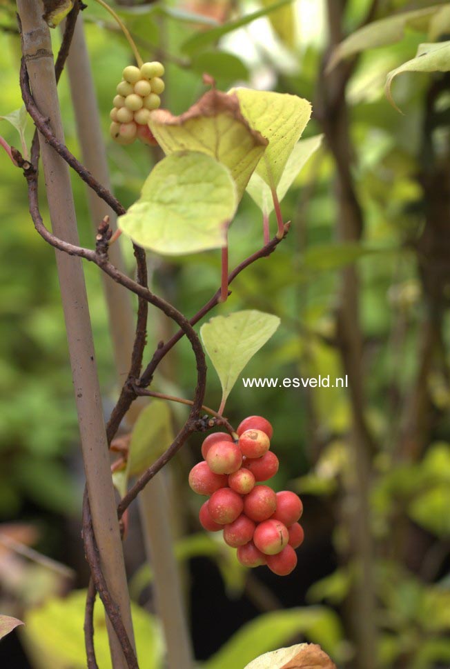 Schisandra chinensis