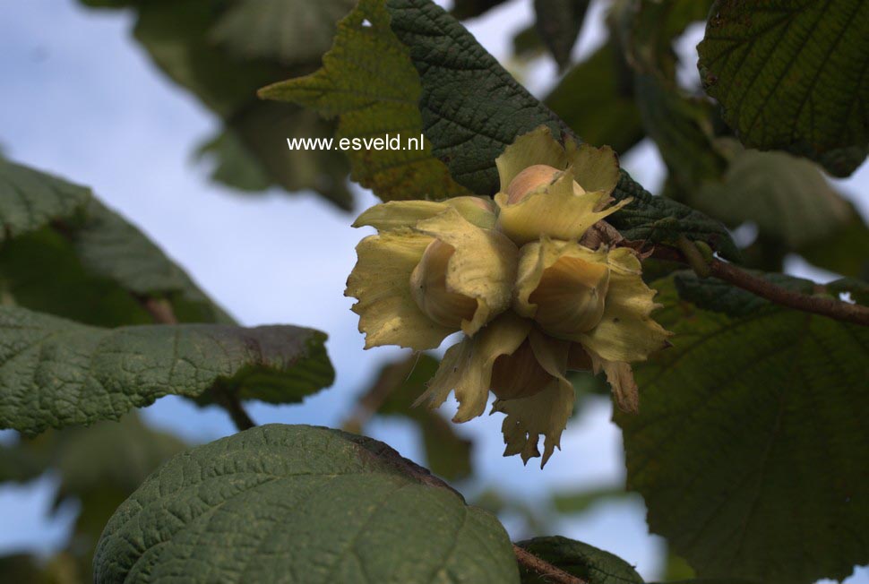 Corylus avellana