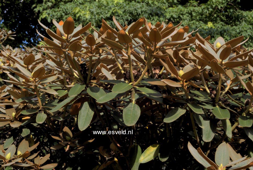 Rhododendron pachysanthum