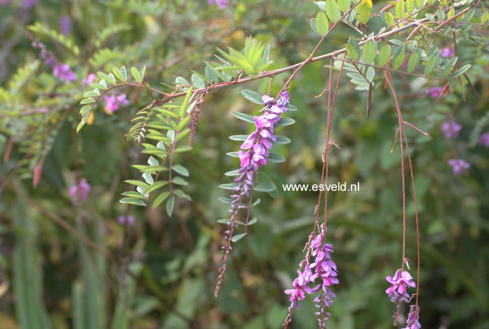 Indigofera pendula