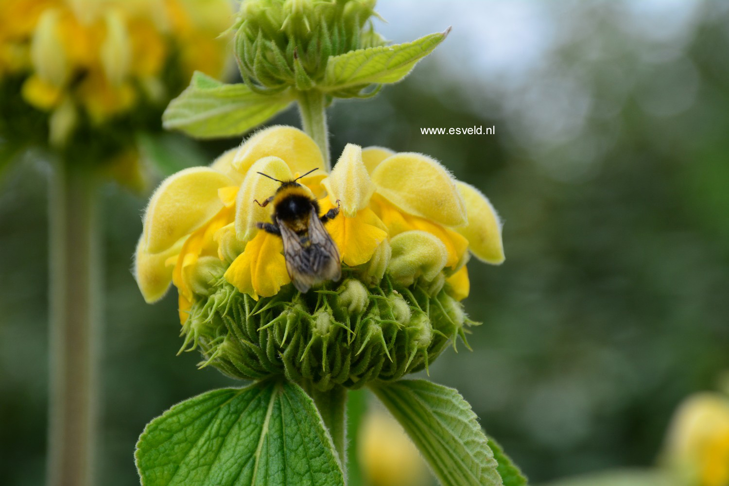 Phlomis fruticosa