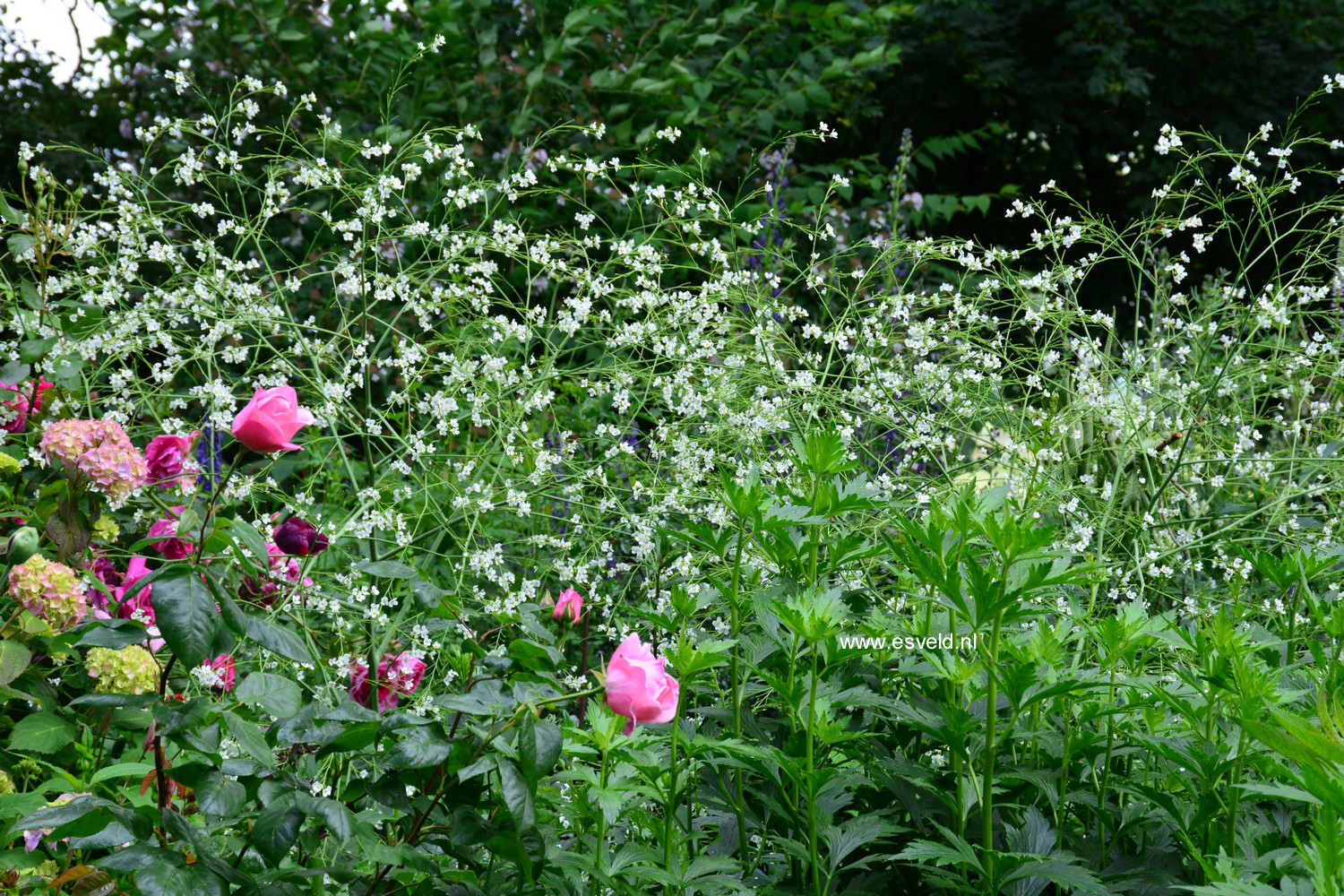 Crambe cordifolia