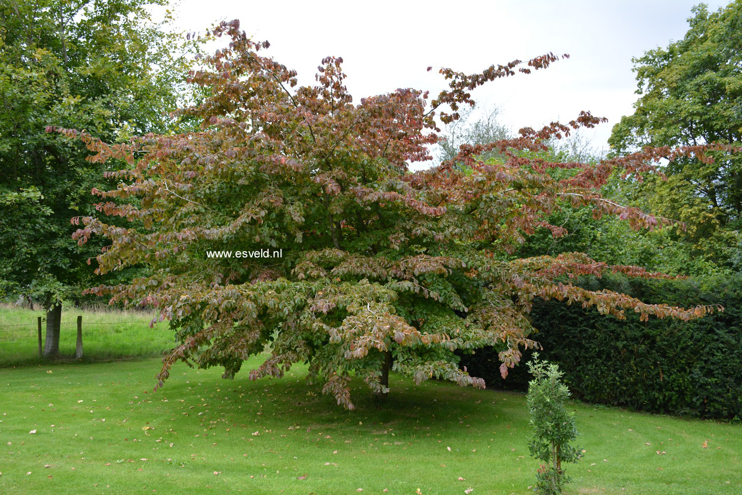 Parrotia persica