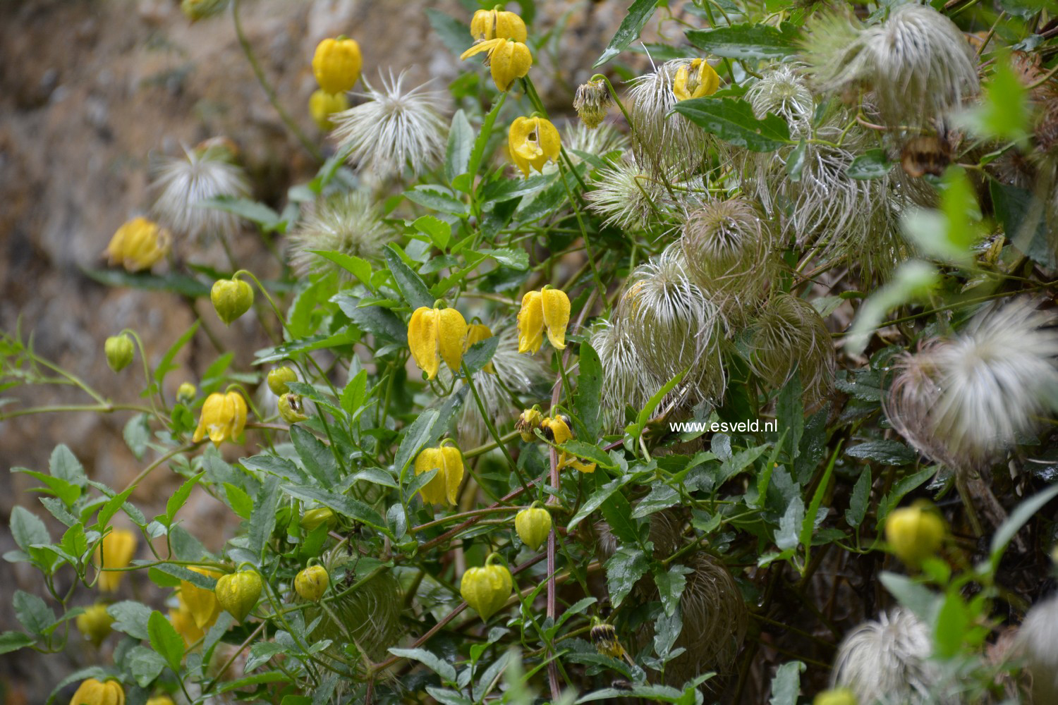 Clematis thibetana tangutica