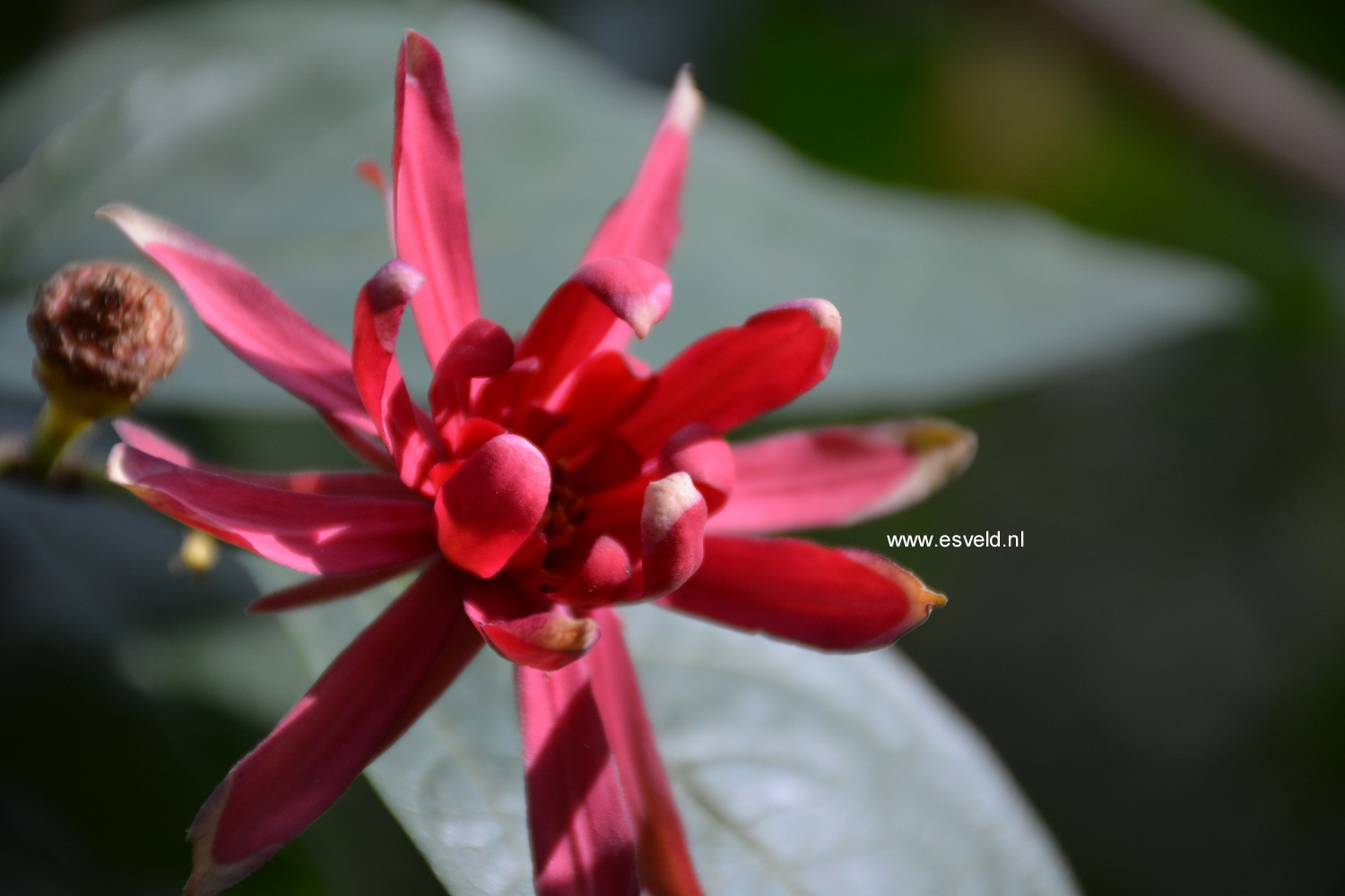 Calycanthus occidentalis