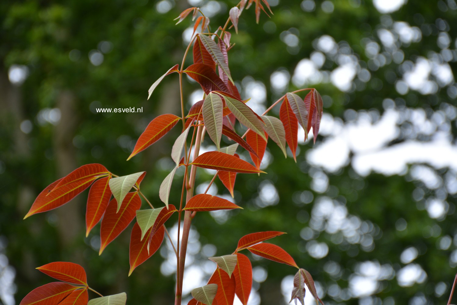 Pistacia chinensis