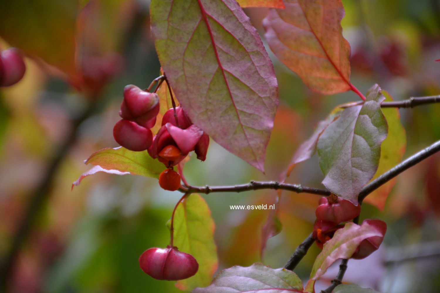 Euonymus oxyphyllus