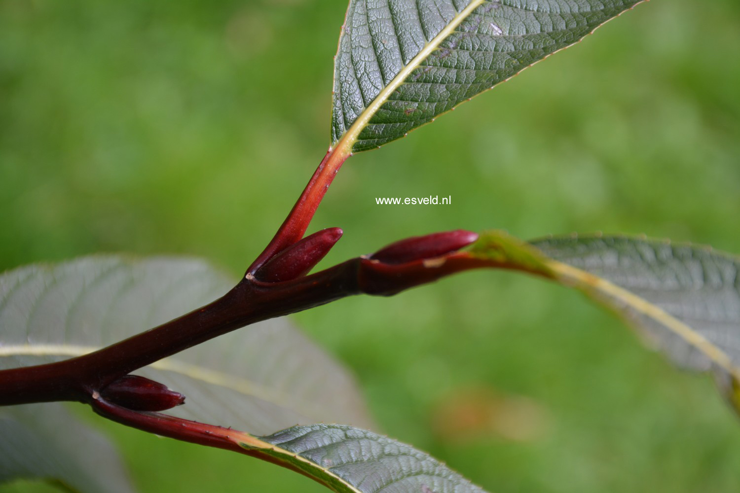 Salix moupinensis