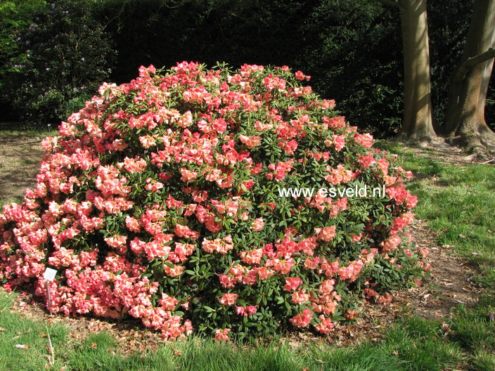 Rhododendron 'Shrimp Girl'