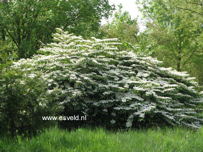 Viburnum plicatum tomentosum