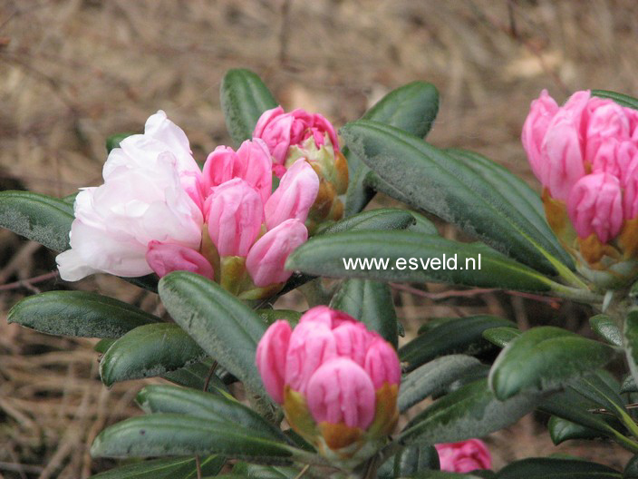 Rhododendron 'Koichiro Wada'