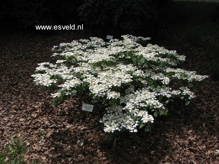 Viburnum plicatum 'St. Keverne'