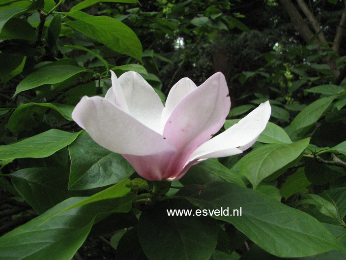 Magnolia 'Fukuju'