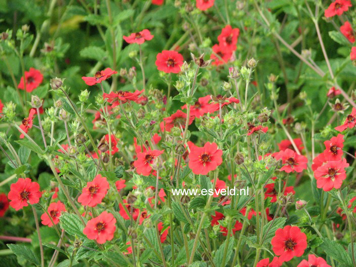 Potentilla 'Gibson's Scarlet'