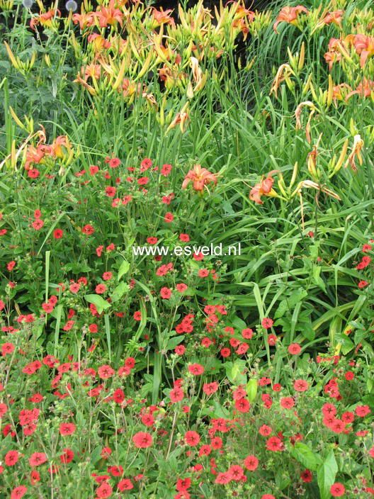 Potentilla 'Gibson's Scarlet'