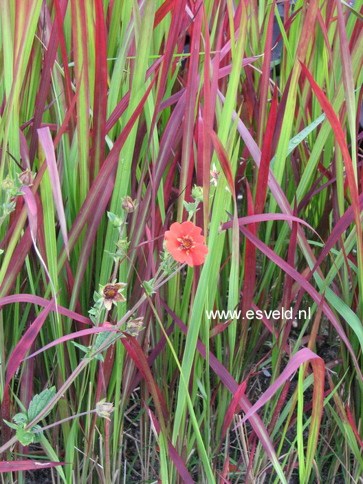 Potentilla 'Gibson's Scarlet'