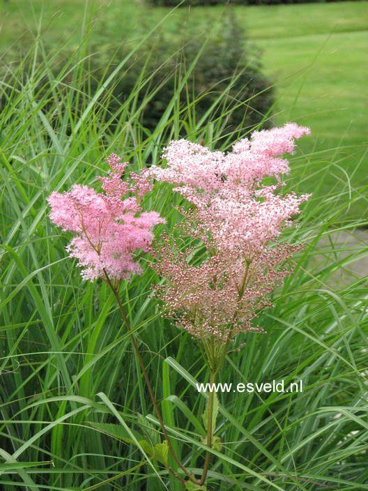 Filipendula rubra 'Venusta'