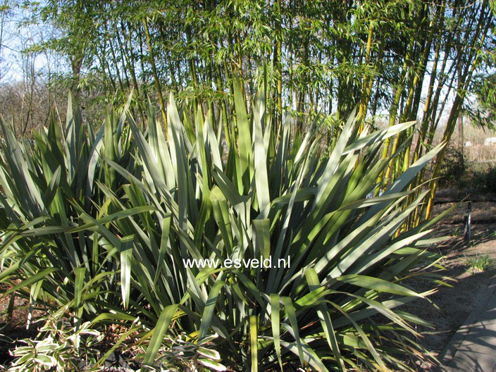 Phormium tenax