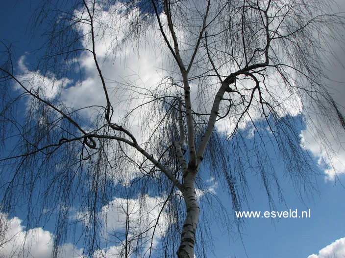 Betula pendula 'Tristis'