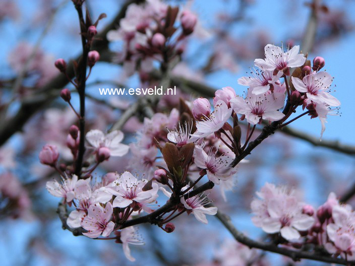 Prunus cerasifera 'Nigra'