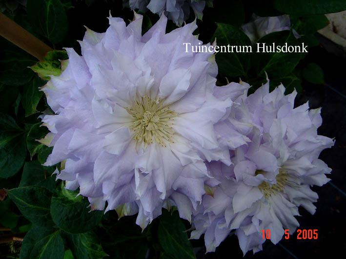 Clematis 'Chalcedony'